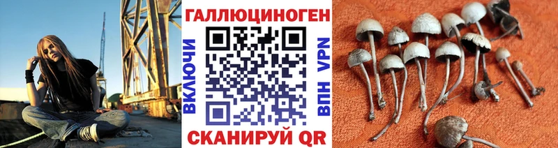 Купить закладки  Оха  Псилоцибиновые грибы Cubensis 